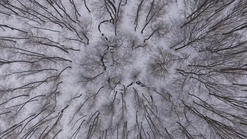 Top-down aerial video of a winter forest with leafless trees standing in fresh snow.