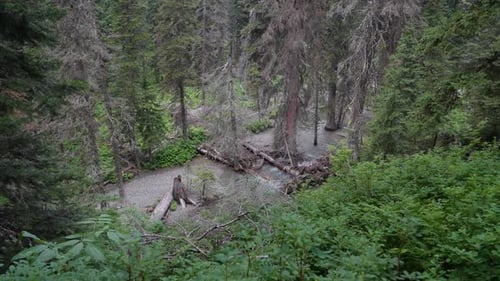 Deep Inside The Ancient Pine Forest With Misty Green Trees