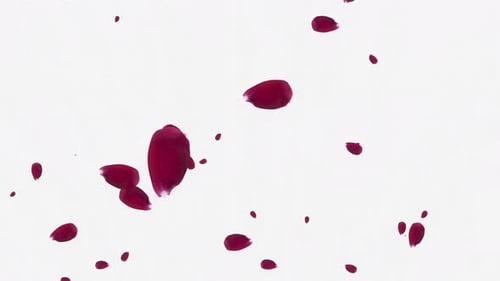 Romantic Red Rose Petals Falling Animation Loop