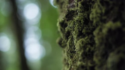 Close up of moss covered tree trunk in the forest