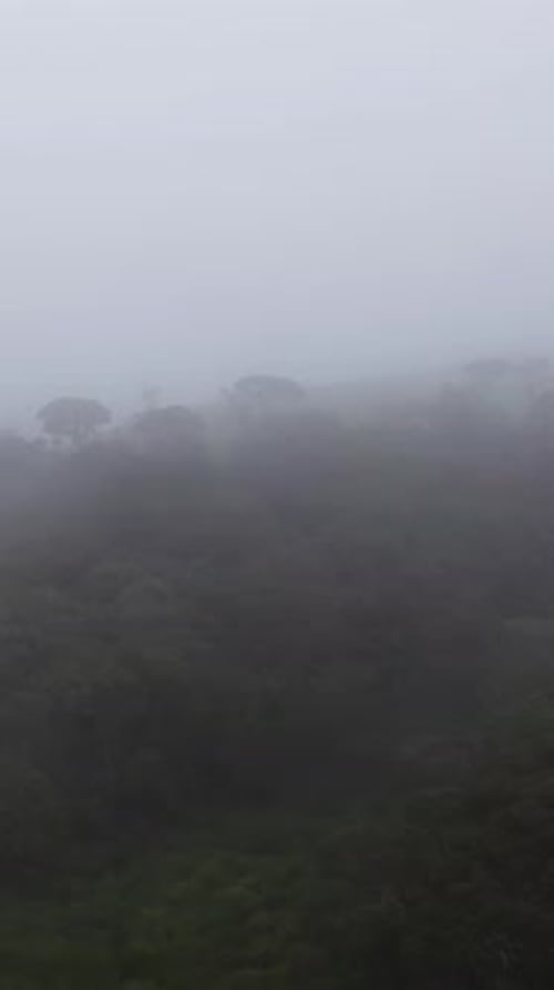 Forest Covered with Fog and Clouds Sri Lanka