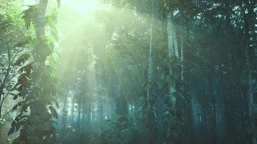 Serene Forest with Sunlight Filtering Through Towering Trunks at Dawn
