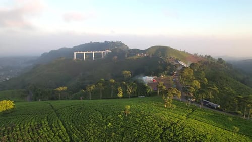Tea field