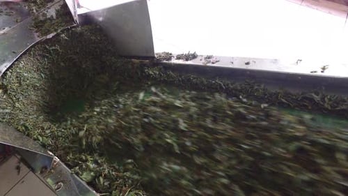 Agriculture, Manufacture, Industry and Farming Concept - Fresh Green Tea Leafs Moving