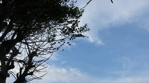 a tree blowing in the wind against the blue sky background.