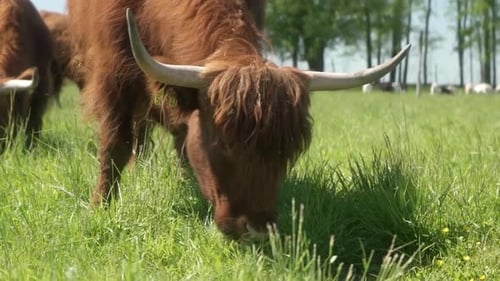 Highland Cow Grazing Peacefully in a Green Pasture