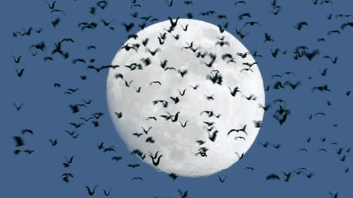 Bats Flying Across Full Moon Silhouette Animation