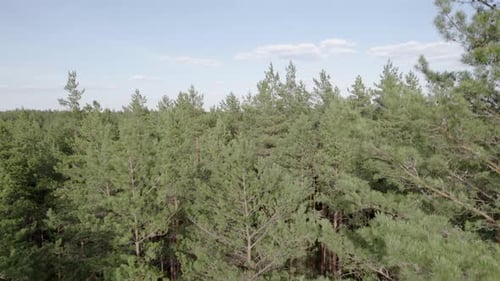 Aerial View of Dense Evergreen Forest