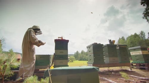 Imker, Imker, kümmert sich um seine Bienenstöcke mit herumfliegenden Bienen, slomo
