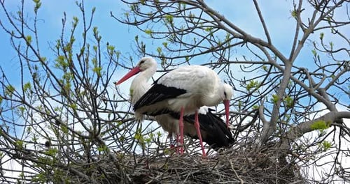 Couple of white storks (Ciconia ciconia), the Camargue, Southern France