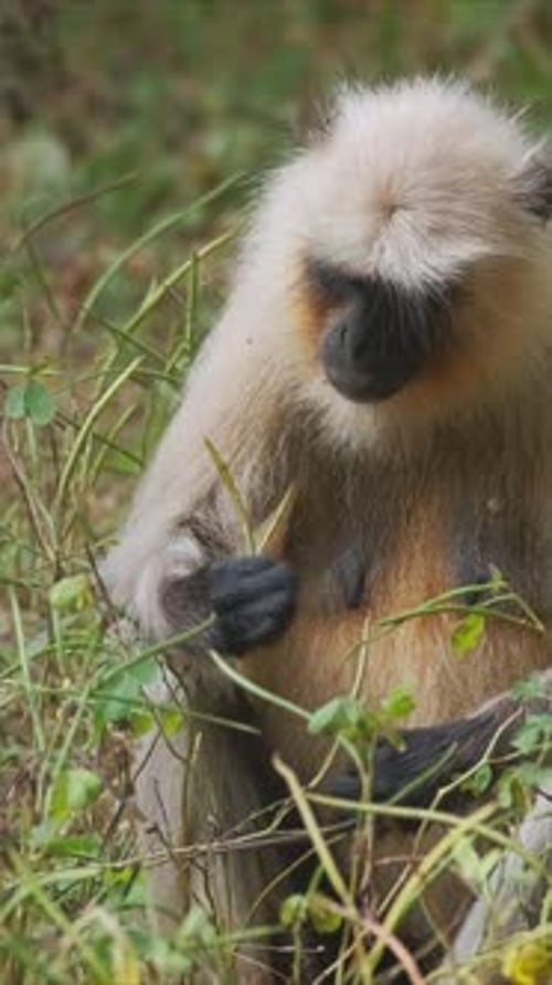 Le singe indien Langur gris Hanuman Langur mange dans le parc national de Ranthambore, au Rajasthan, en Inde