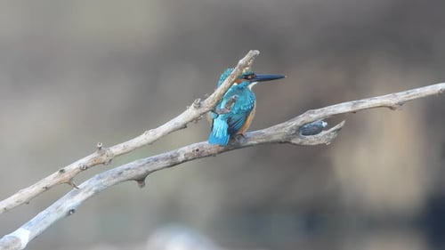 Kingfisher in pond area waiting for pray ..