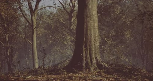 Majestic Tree Stands Tall in Serene Forest Setting Surrounded By Nature