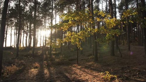 Paysages naturels dans la forêt profonde. Faire basculer une caméra du sol vers le ciel. Filmé au soleil
