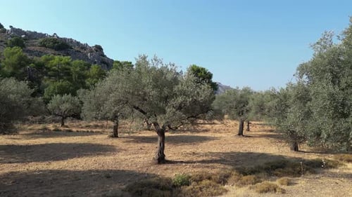 Olive Trees 161