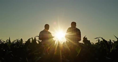 Farmers Discussing Crop at Colorful Sunset
