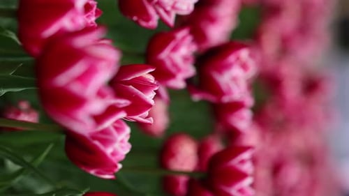 Beautiful Bright Colorful Spring Tulips