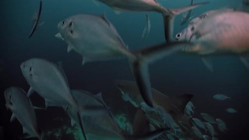 Gran tiburón blanco Carcharodon carcharias, Islas Neptuno, Australia del Sur, 4K, cámara lenta, 50 fps