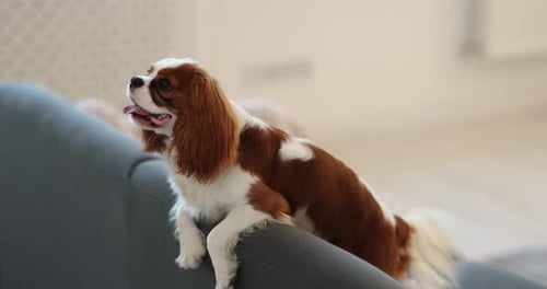 Playful Cavalier King Charles Spaniel dog on sofa at home