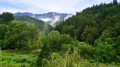 Lush green tree forests covering the slopes of mountainous landscape.