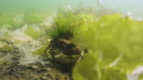 Green shore crab walking on seabed with seaweed growing on its carapace