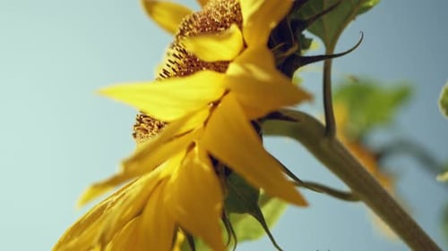 Blooming, yellow sunflower swaying in wind against neutral blue sky, close up