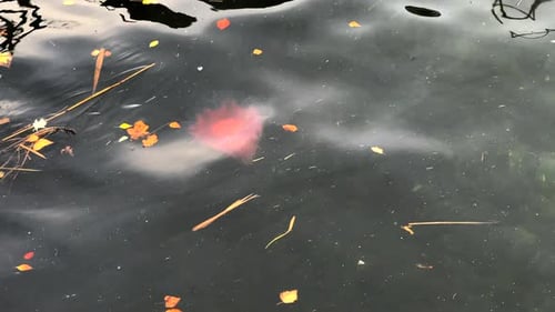 Jellyfish-like Blob Floating in Autumnal Lake