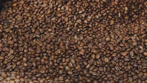 Freshly Roasted Coffee Beans Spill From the Roasting Machine in a Bustling Coffee Shop During