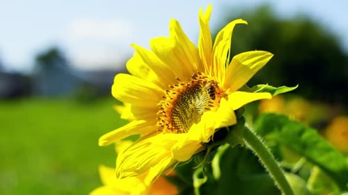 Bee on Sunflower Collecting Pollen in Summer Garden
