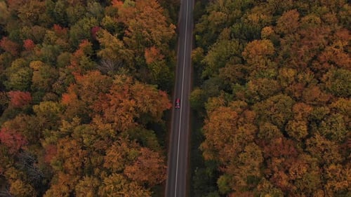 Establishing shot of a forest road surrounded by colorful trees with cars driving by in fall season,