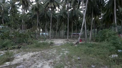 Zumbido se acerca a un bosque de cocoteros