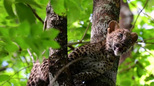 Le léopard d'Indochine est une espèce vulnérable et l'un des grands félins de Thaïlande ; il se trouve dans le