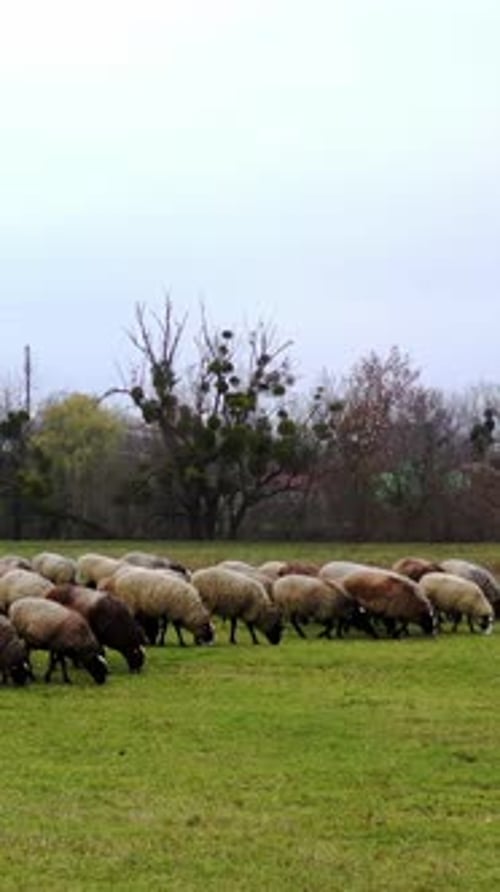 Herde von Haustieren auf der Weide. Gruppe von Schafen, die grünes Gras auf einem Feld auf Naturhintergrund fressen