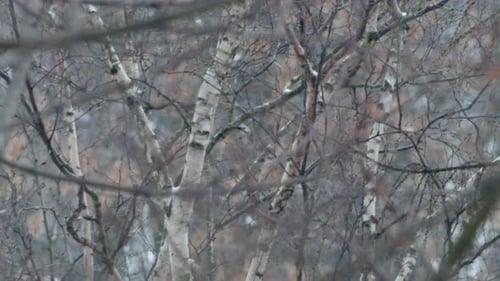 Birch grove in winter