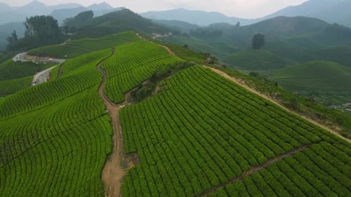 Vue aérienne par drone de la beauté paisible des jardins de thé et des collines vallonnées de Munnar