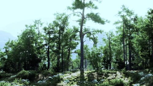 A Serene Grove of Trees Surrounded By Lush Green Grass