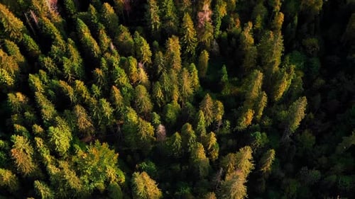 Green pine tree forest from top view