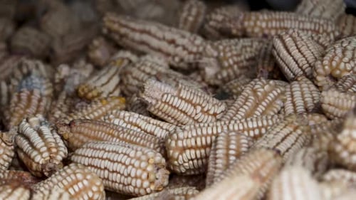 Close up of white corn cobs harvested for agriculture and traditional food production