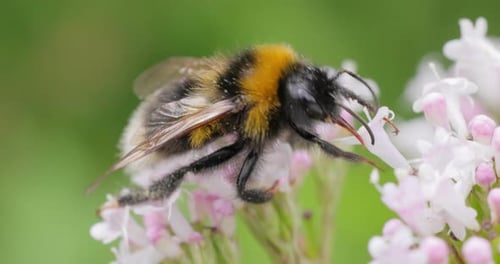 Bumblebee Foraging on Delicate Pink Flowers