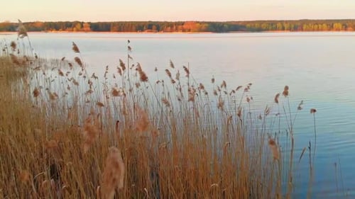 Peaceful atmosphere in Jugla lake in Latvia, aerial drone flies above water