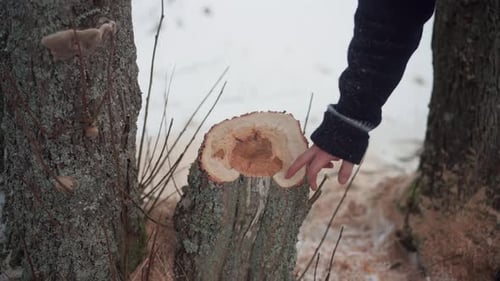 Hand Touching Tree Stump in Winter Forest
