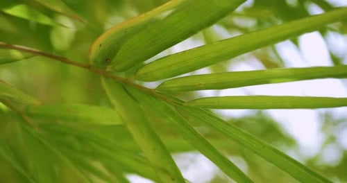 Lush green bamboo leaves tranquil forest nature close-up bright daylight natural beauty