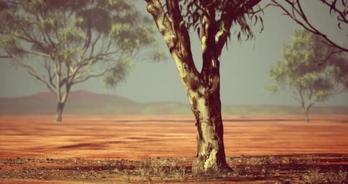 Landscape Featuring Solitary Trees in an Arid Region During the Day