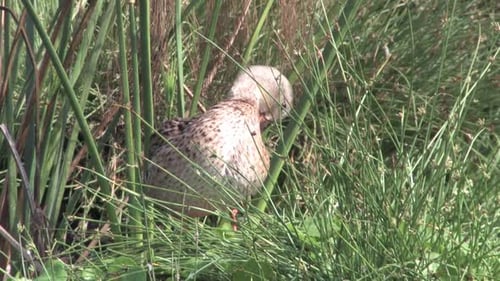 Duck Preening Feathers in Tall Green Grass