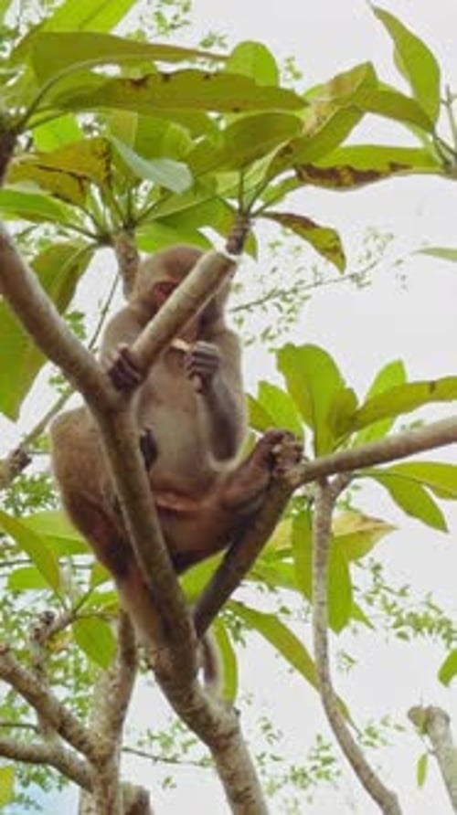 Vidéo verticale. Deux singes grimpant à travers des branches dans une vue en angle vers le haut avec des feuilles vertes se formant