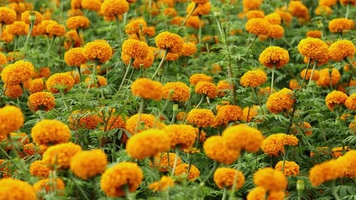 Close up shot of a marigold field.