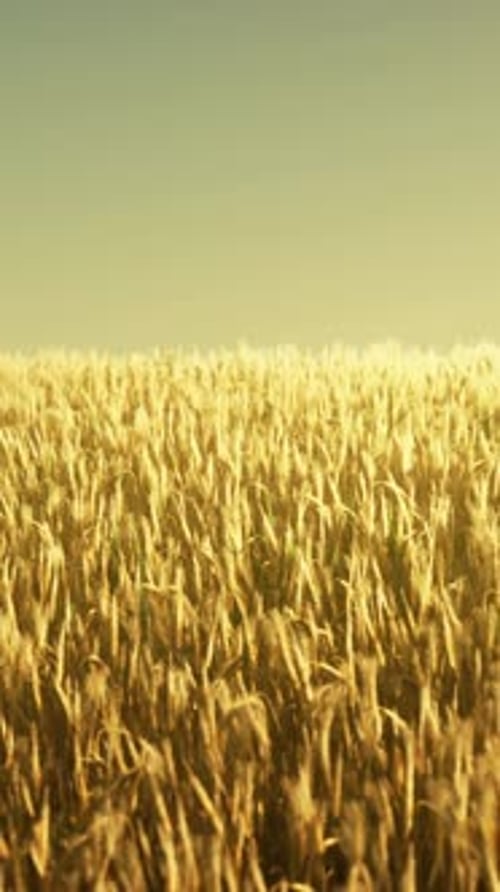 Agricultural Wheat Field Under Sunset