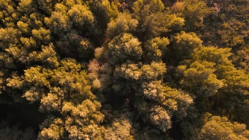 Above View Of Deciduous Woods On The Forest Hike Of Lago das Encrobas In A Coruna Spain. Aerial Shot
