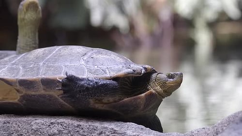 Uma linda tartaruga chinesa de pescoço listrado retraindo e estendendo o pescoço em curiosidade - de perto