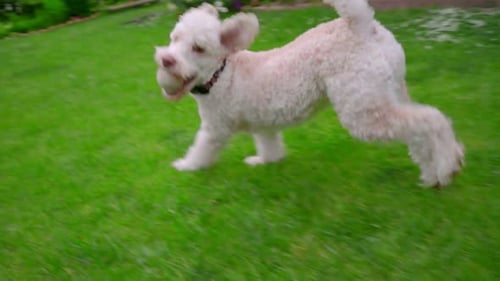 Happy dog running through green grass in yard